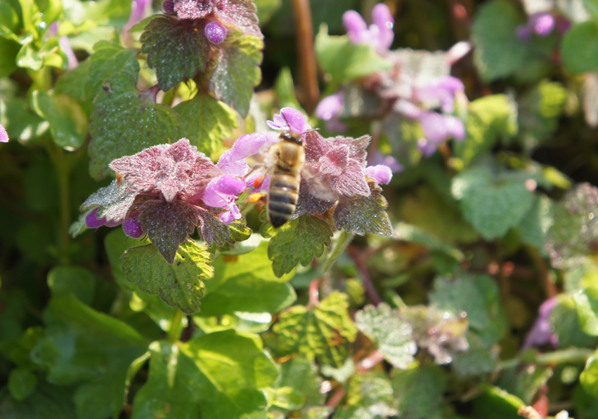 Her bahar yine, yeni, yeniden